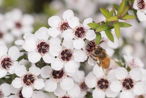 Honey bee on manuka flower