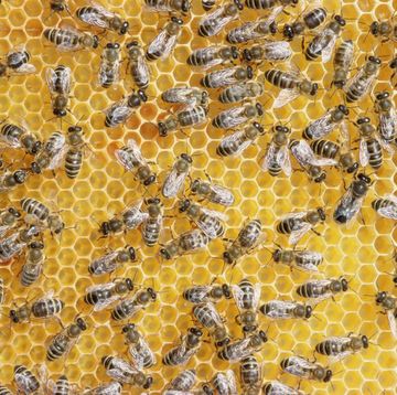 vaccin voor honingbijen in honingraat