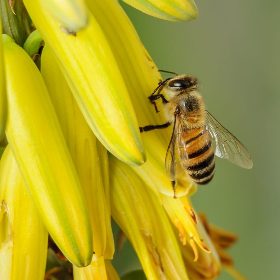 honeybee