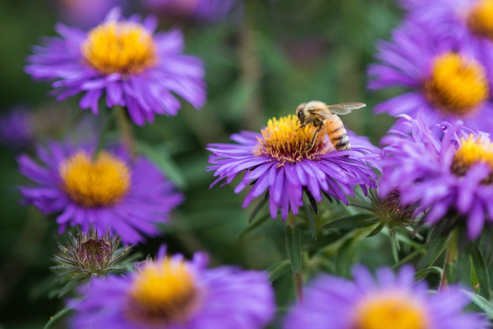honeybee-at-work-on-purple-aster-flowers-royalty-free-image-1689191849.jpg?crop=0.66765xw:1xh;center,top&resize=980:*