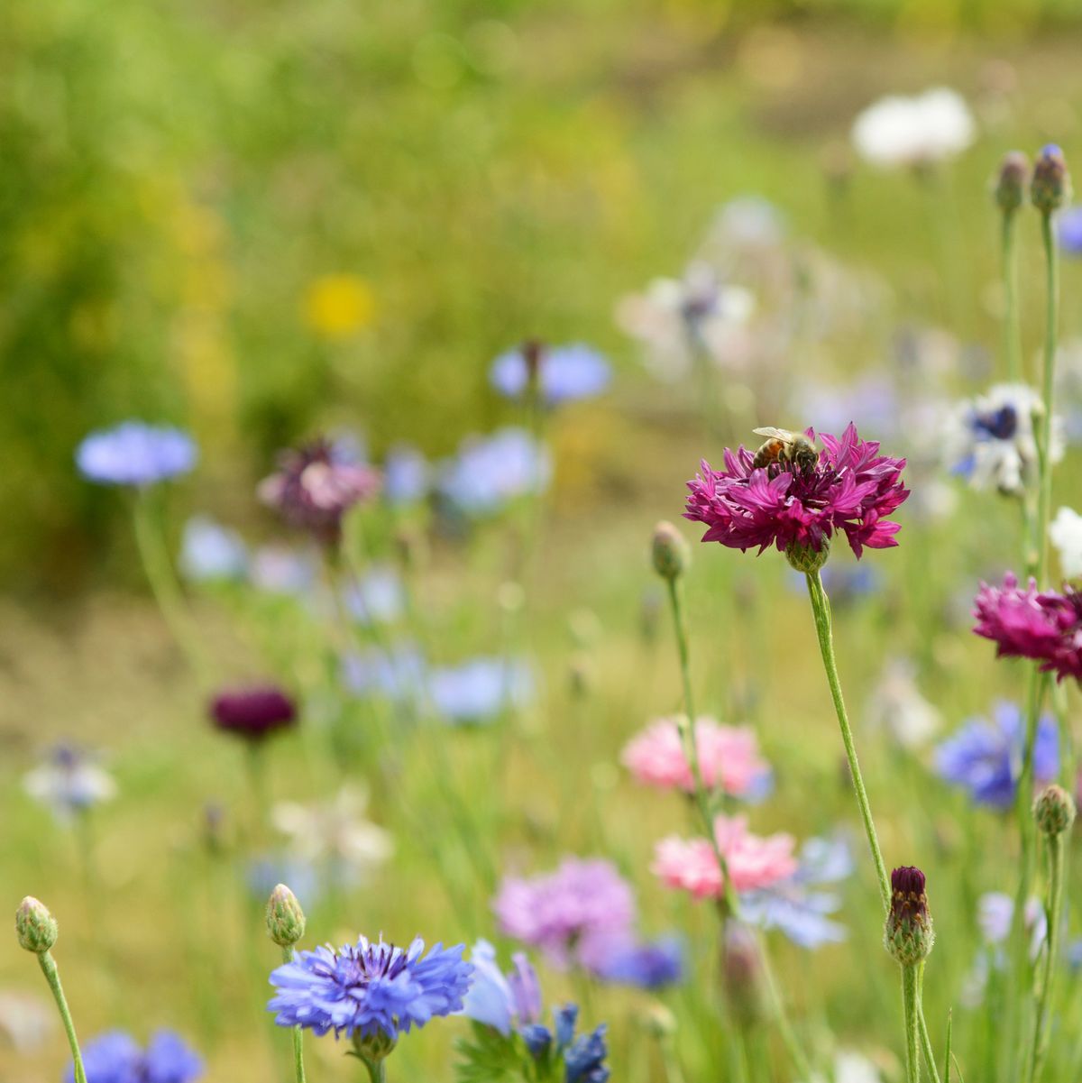 11 Wildflowers to Feed Bees and Butterflies This Summer