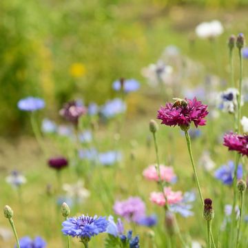 plant these 11 wildflowers to create a "bee motorway" in your garden