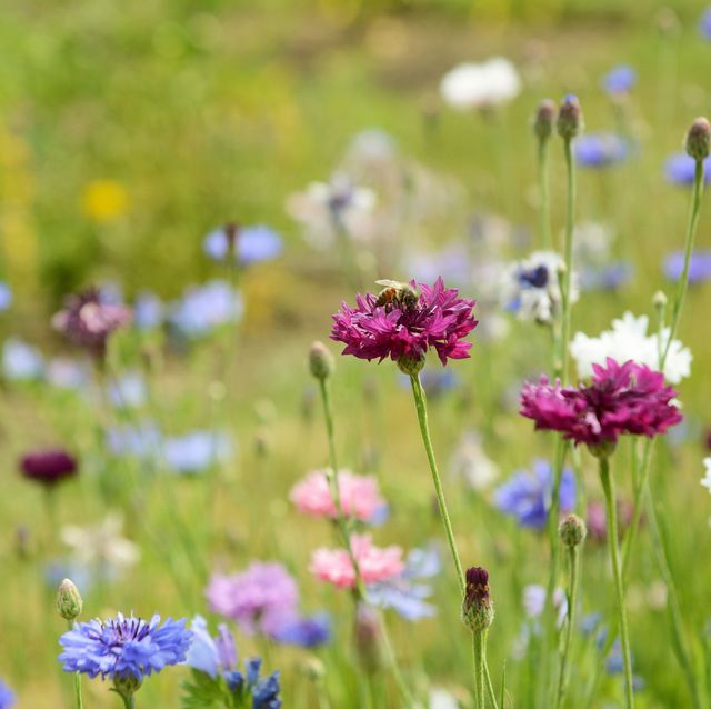 plant these 11 wildflowers to create a "bee motorway" in your garden