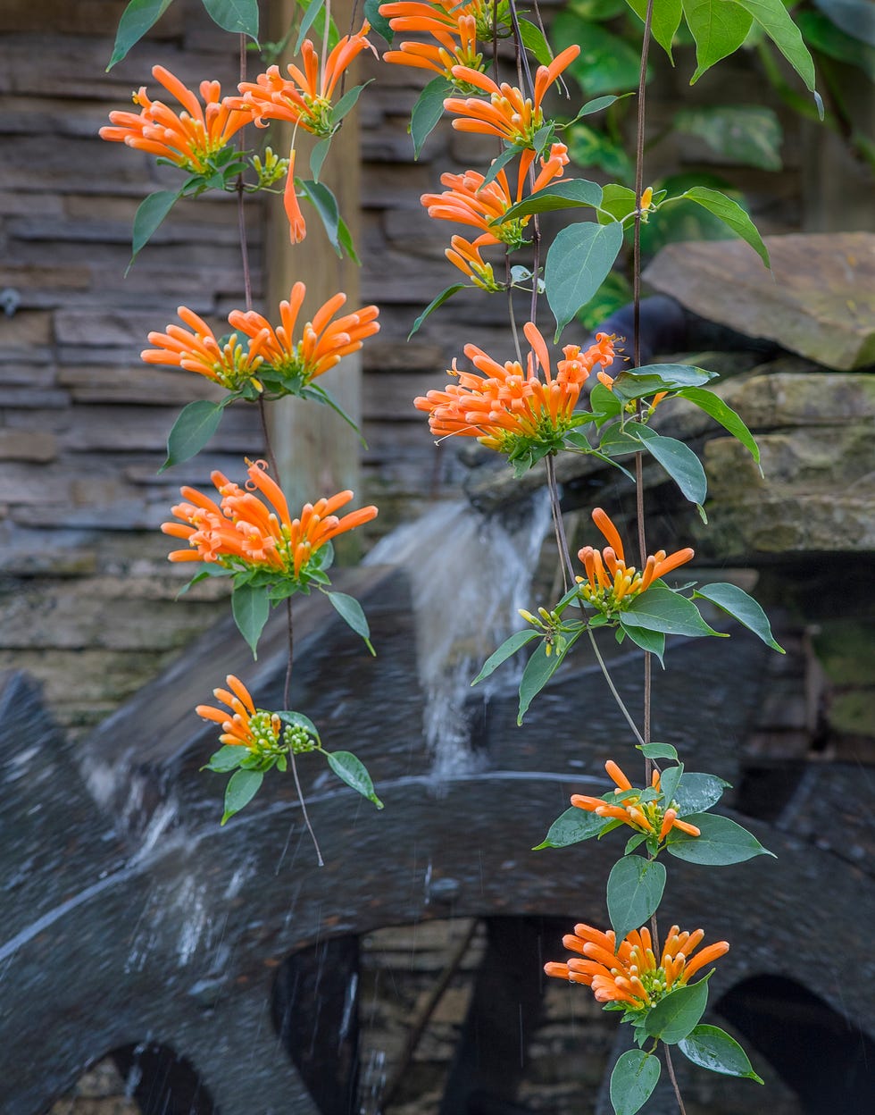 honeysuckle and a water wheel