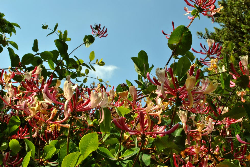 how to grow honeysuckle common honeysuckle lonicera periclymenum flowers