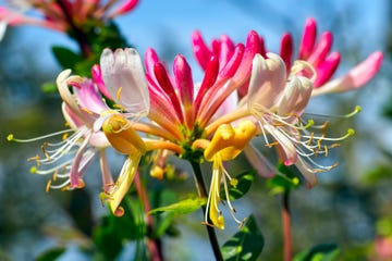 how to grow honeysuckle common honeysuckle lonicera periclymenum flowers