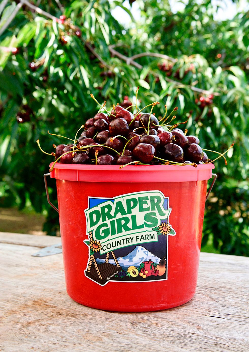 red plastic bucket labeled draper girls country farm and filled with red cherries