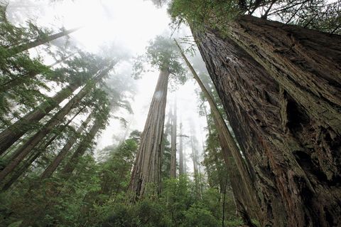 1 SEQUOIAS  DE HOOGSTE SEQUOIA MEET 1155 METERBijna alles aan sequoias is indrukwekkend Allereerst worden ze lang het record staat op 1155 meter Bovendien worden ze uitzonderlijk oud tot ruim tweeduizend jaar Deze reuzen bedekten ooit een gebied van achtduizend vierkante kilometer langs de kust van Californi en Oregon maar hun aantal is in de loop van de negentiende eeuw sterk afgenomen door kap het hout is erg kostbaar 96 procent van het oorspronkelijke bos is vernietigd Wat er over is in de Redwood National and State Parks in Californi is nog steeds s werelds hoogste bos Sequoias zijn veeleisende bomen Ze kunnen niet direct langs de kust groeien doordat ze gevoelig zijn voor zout Tegelijk moeten ze dicht genoeg bij zee staan om in de zomer s nachts mist te kunnen opvangen zodat ze in het droge seizoen genoeg vocht hebben
