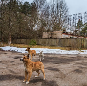 honden in het tsjernobylgebied