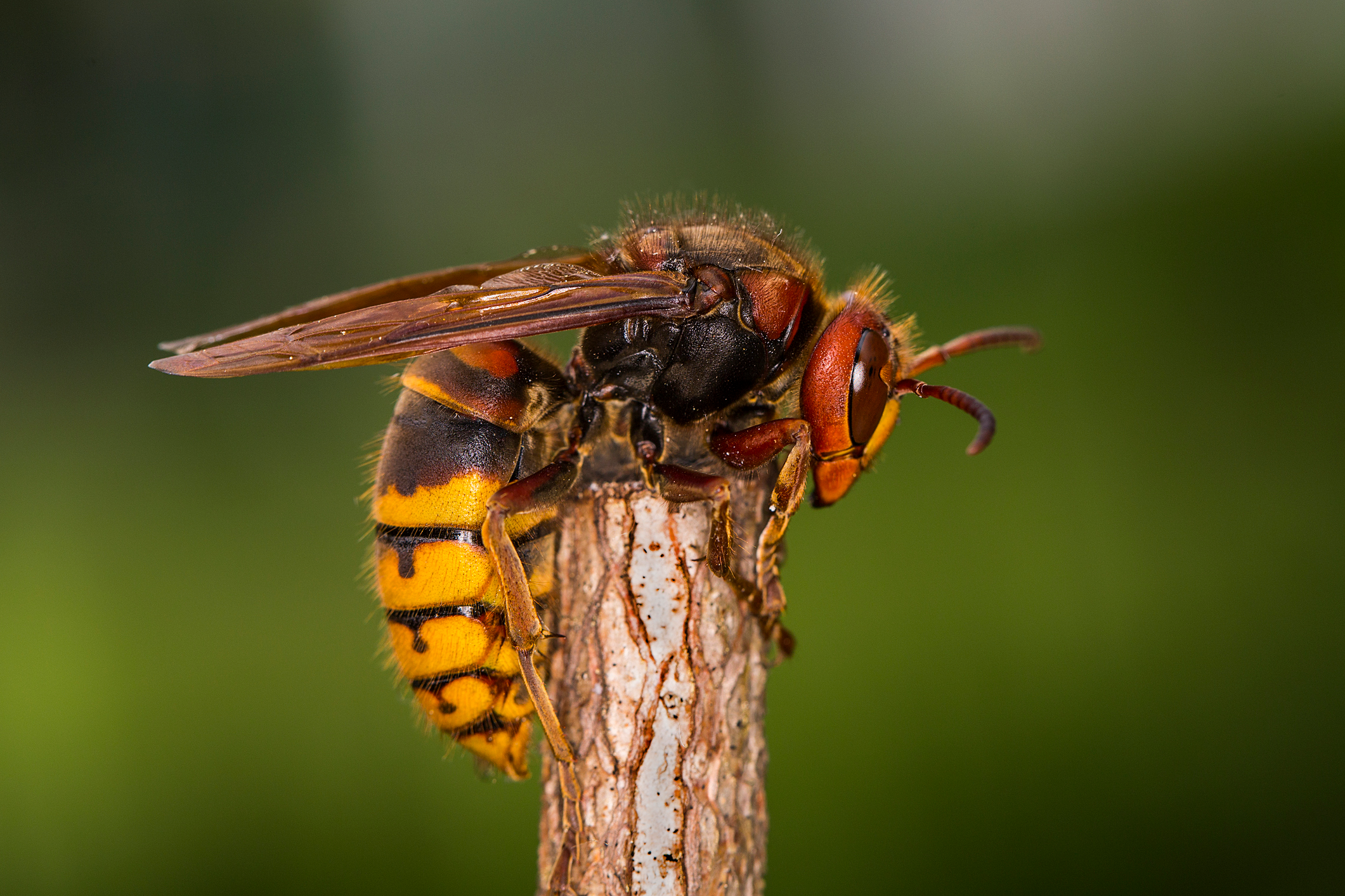 giant hornet attack
