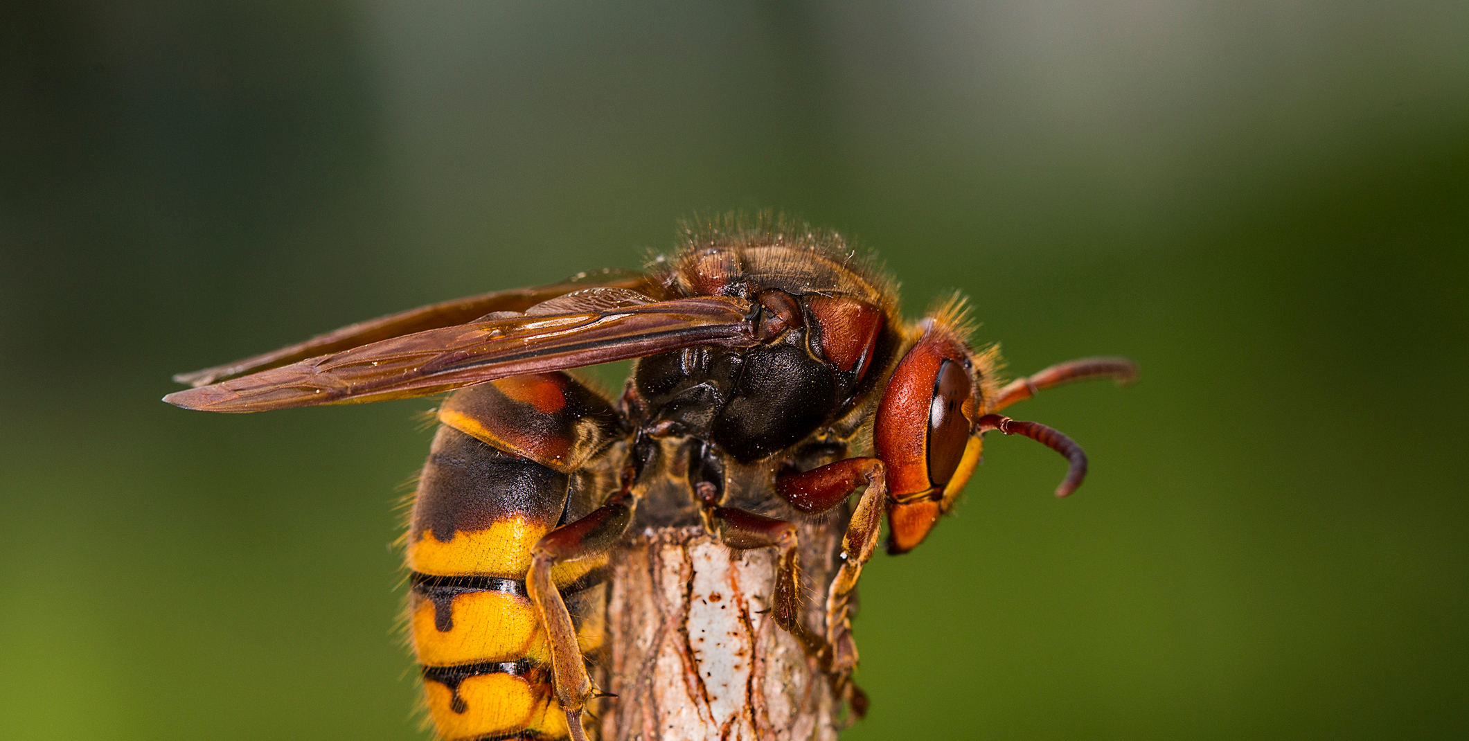hornet insect bite