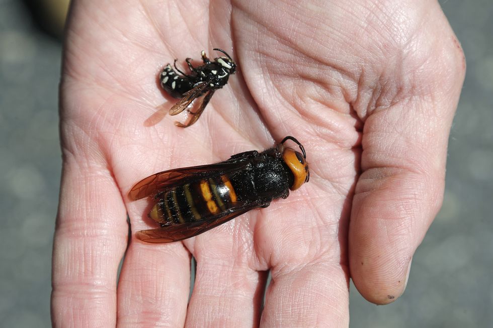 washington state department of agriculture entomologist chris looney displays a dead asian giant hornet, bottom, a sample sent from japan and brought in for research, next to a native bald faced hornet collected in a trap on may 7, 2020, in blaine, washington   the new asian hornets that have been found in washington state may be murder on already stressed out honeybees, but for humans its like a repeat of the sensationalized scare that turned africanized killer honeybees of the 1970s a real and nasty bug hyped into a horror movie motif that didnt quite fulfill its scary billing numerous bee and insect experts tell people to calm down about the so called murder hornets, unless you are a beekeeper photo by elaine thompson  pool  afp photo by elaine thompsonpoolafp via getty images