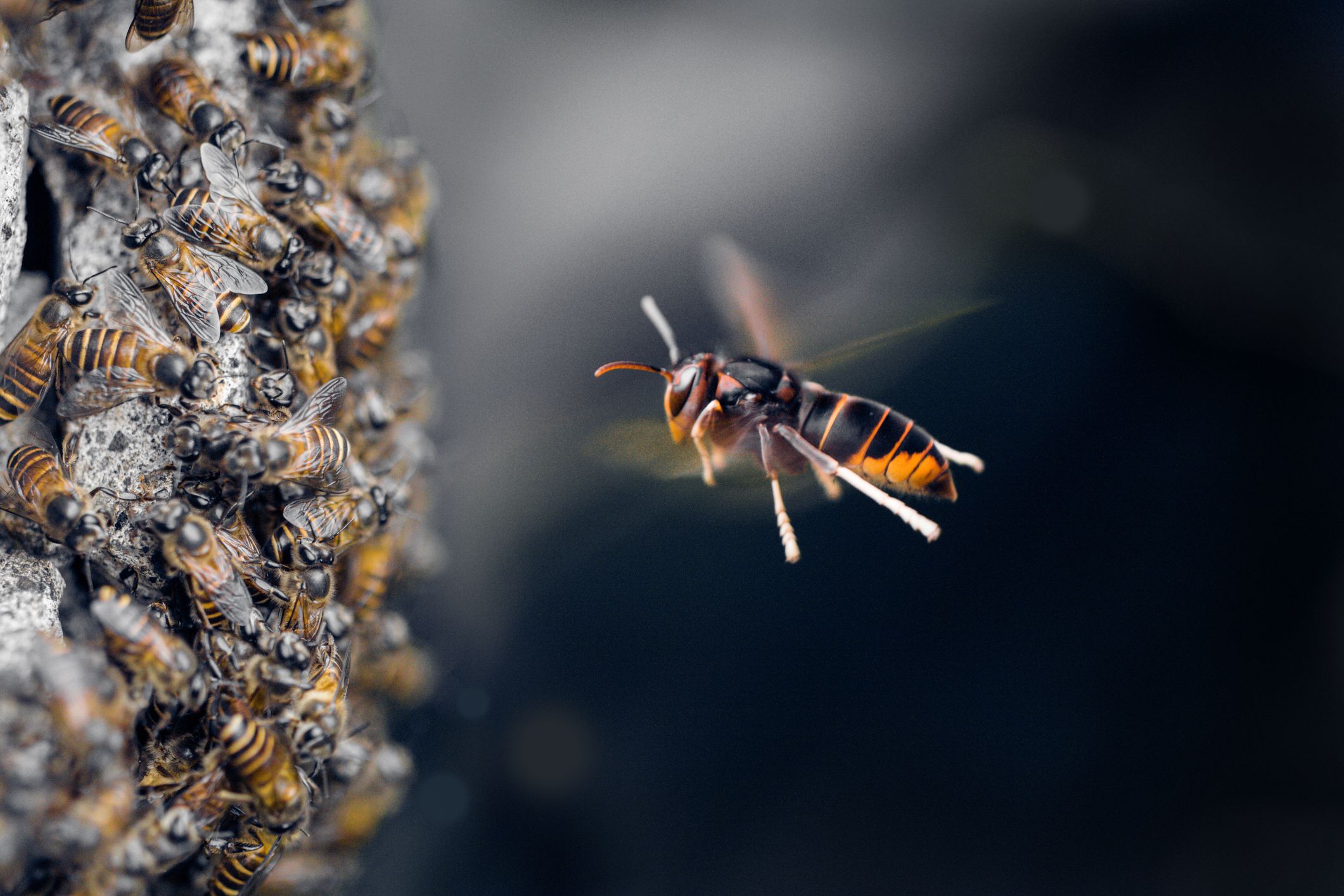 An Asian Hornet Invasion Could Be Heading To The UK — Here's What We ...