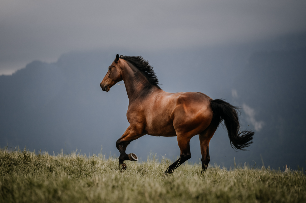 177 Best Horse Names to Fit Any Personality