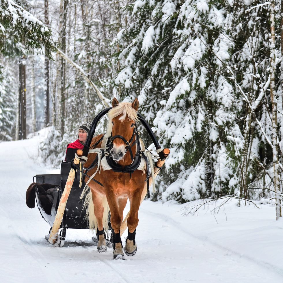 a horse pulling a sleigh through a snowy woods