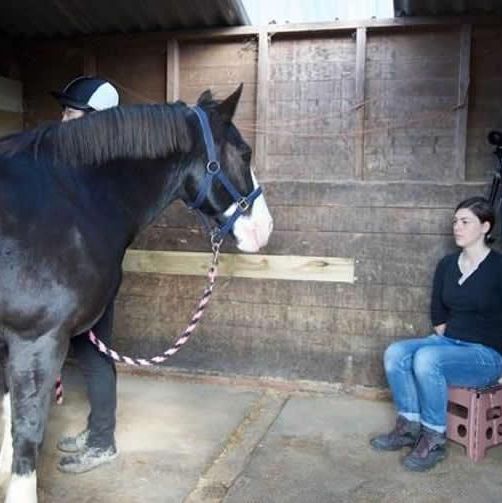 Horse, Mammal, Horse supplies, Mane, Stable, Mare, Horse tack, Horse grooming, Stallion, Farrier, 