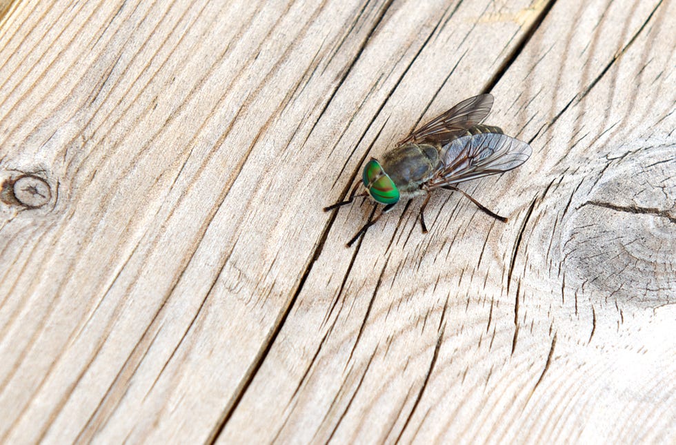 horse fly