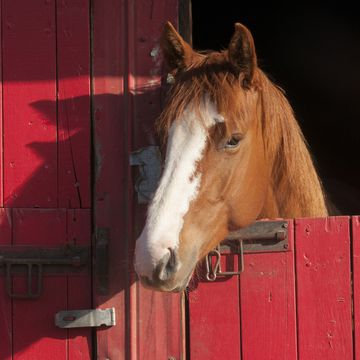 brown and white horse in red barn