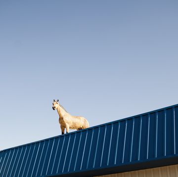 horse on a roof