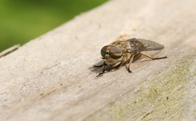 horsefly bites