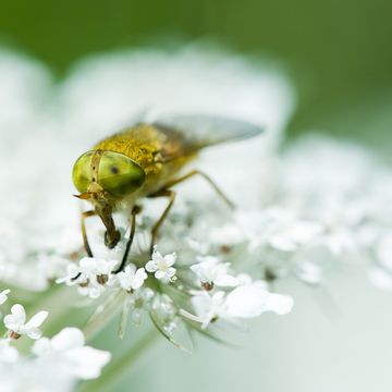 horsefly bites