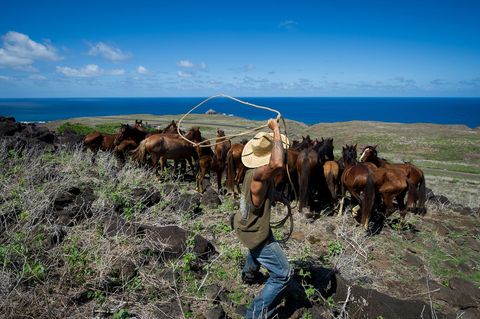 Ruiters op Ua Huka omsingelen een kudde paarden en vangen de dieren met een lasso