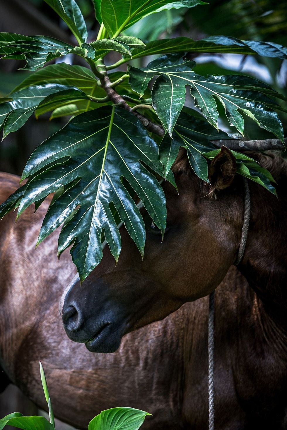 De paarden op de Marquesaseilanden zijn dol op de grote bladeren van de uru of broodboom