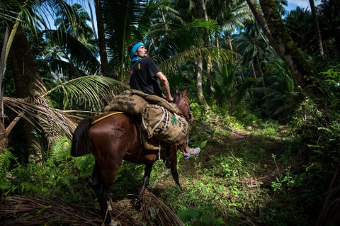 Net als veel andere eilandbewoners verdient Vohi zijn geld in de kopraindustrie Hij laat zijn paard de zakken dragen Het vruchtvlees van de kokosnoten wordt gedroogd en vervolgens verkocht aan de oliemolen op Tahiti waar er de beroemde monoi van wordt gemaakt een kosmetische kokosolie