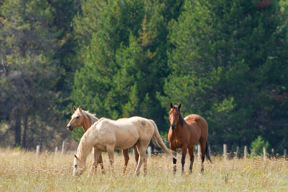 177 Best Horse Names to Fit Any Personality