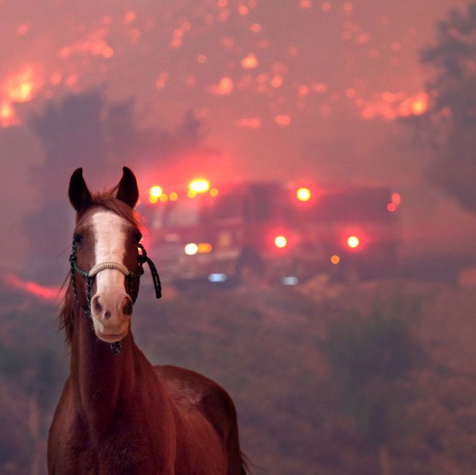 https://hips.hearstapps.com/hmg-prod/images/horses-are-spooked-as-the-woolsey-fire-moves-through-the-news-photo-1059638000-1542110543.jpg?crop=0.681xw:1.00xh;0.161xw,0&resize=1200:*