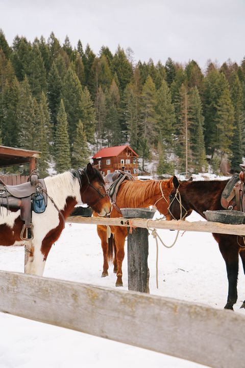 horses in snow at bar w guest ranch