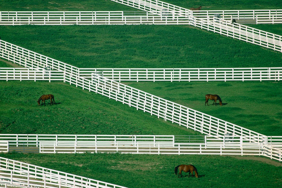 horses grazing in pasture, elevated view