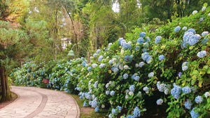 hortensias en el jardín