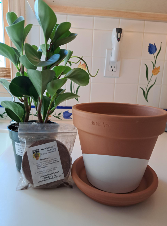 a plant in a pot