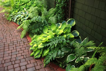 hosta and fern shade garden in the rain