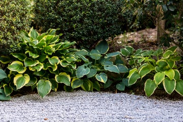 hosta giboshi leaf sprouts close up