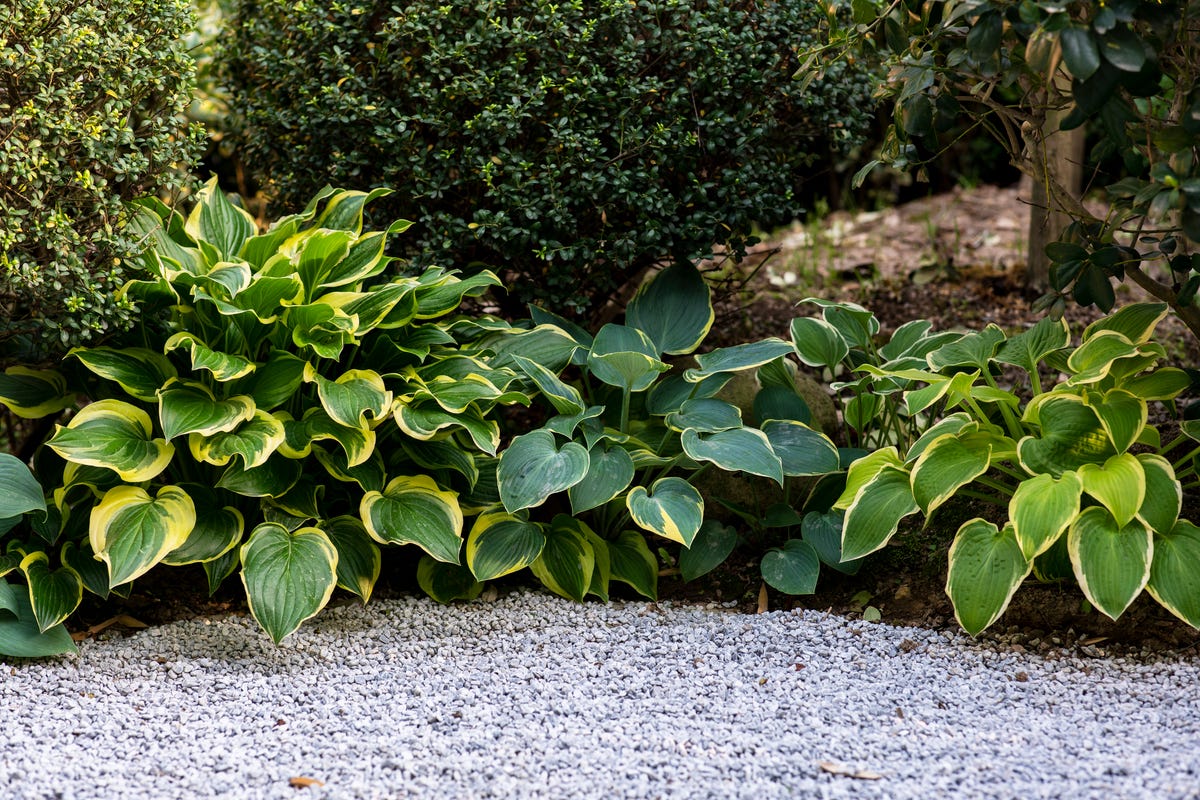 30 Shade-Loving Plants That&rsquo;ll Thrive in Your Garden