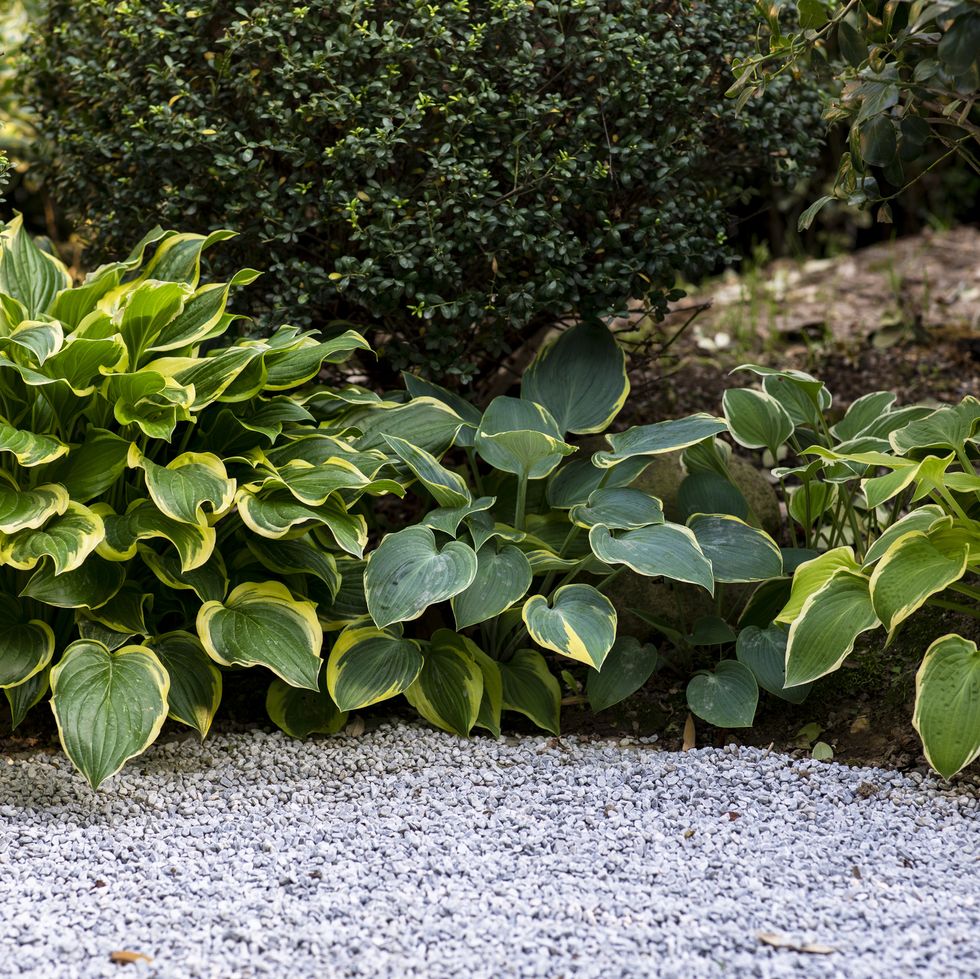 hosta giboshi leaf sprouts close up