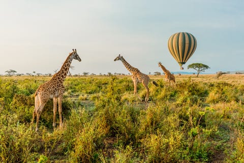 hot air balloons and giraffes