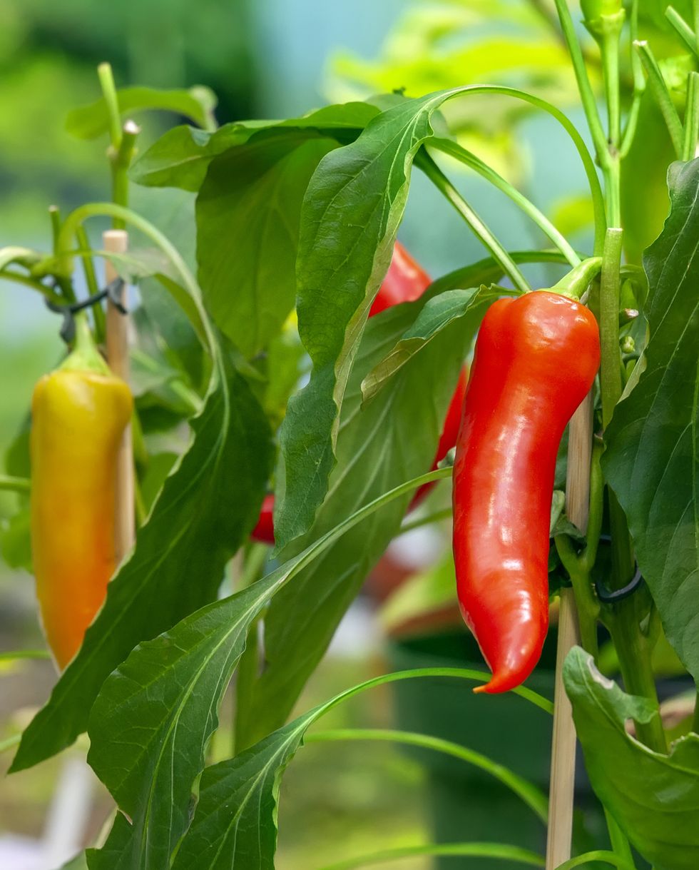 easiest vegetables to grow peppers