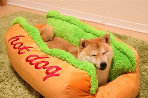 Every Good Boy Deserves This Hot Dog-Shaped Dog Bed