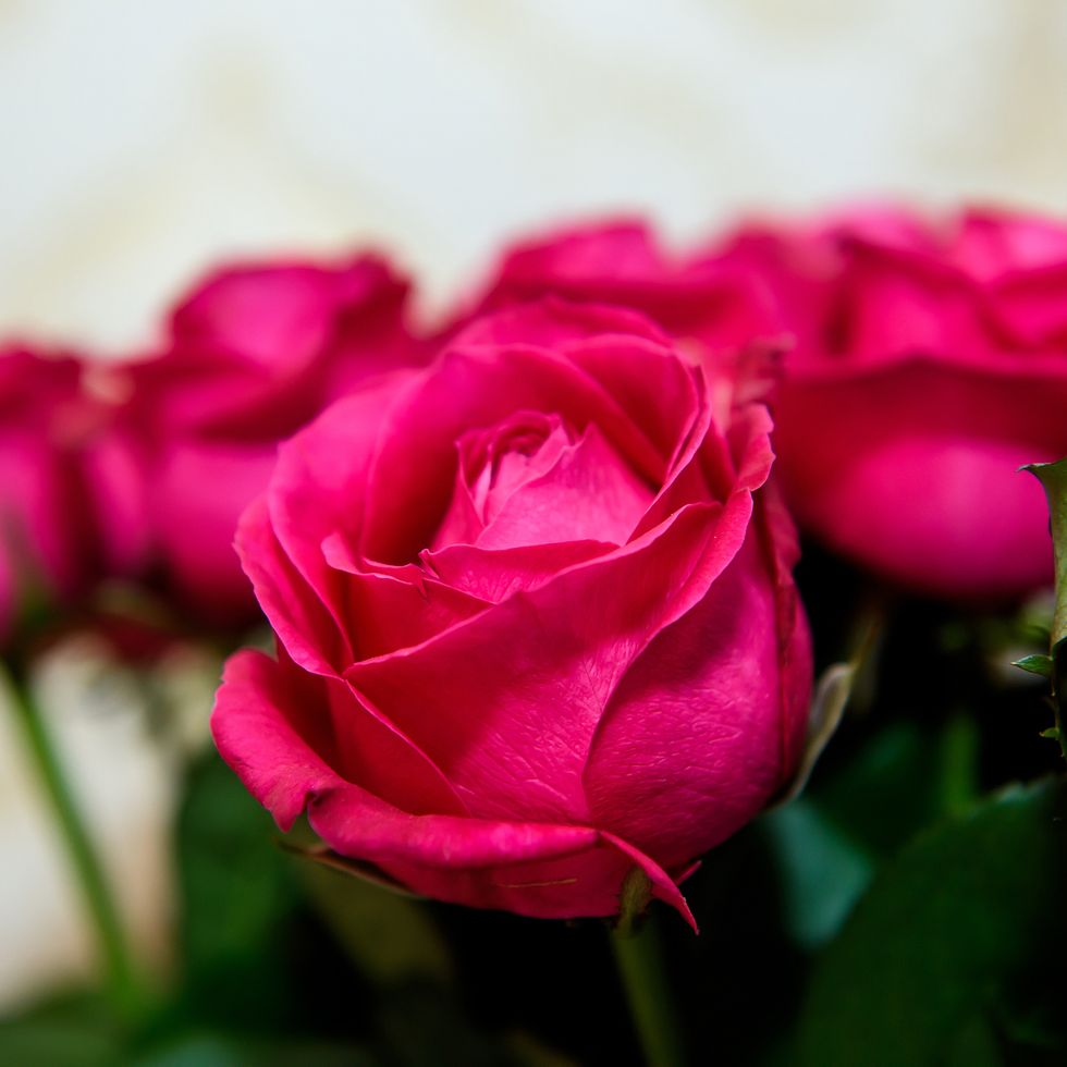 luxurious scarlet rose flower