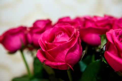 luxurious scarlet rose flower