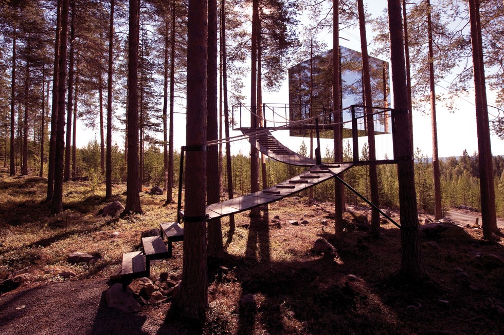 Hotel en un árbol de un bosque de Suecia