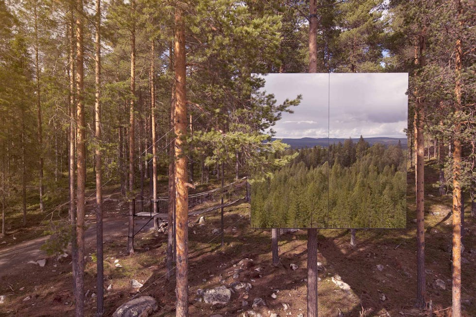 Hotel en un árbol de un bosque de Suecia