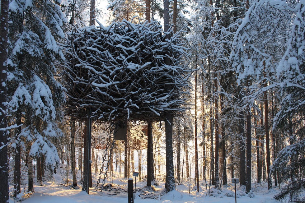 Hotel en un árbol de un bosque de Suecia