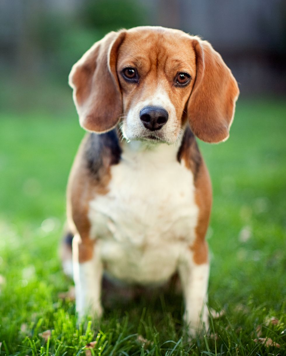 hound dog breeds like a beagle