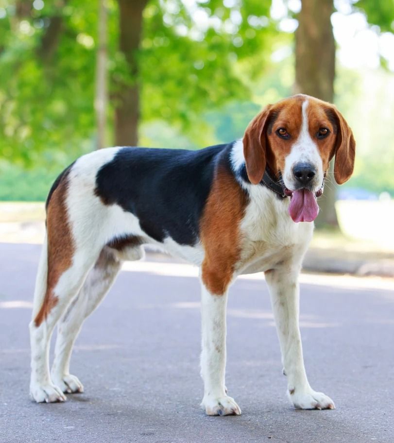 30 Best Hound Dog Breeds for a Family Pet