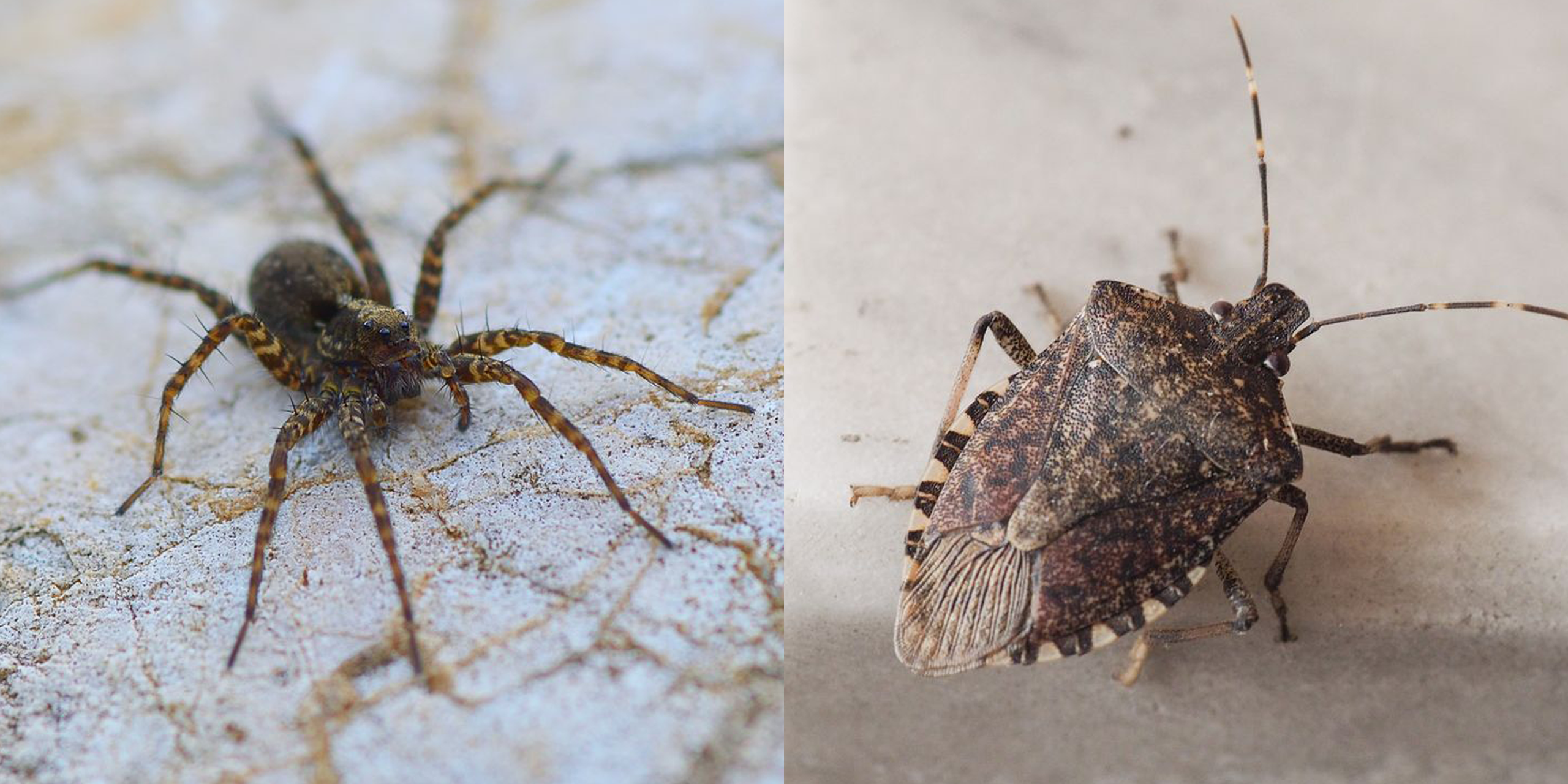 10 Stunning Red and Black Garden Bugs