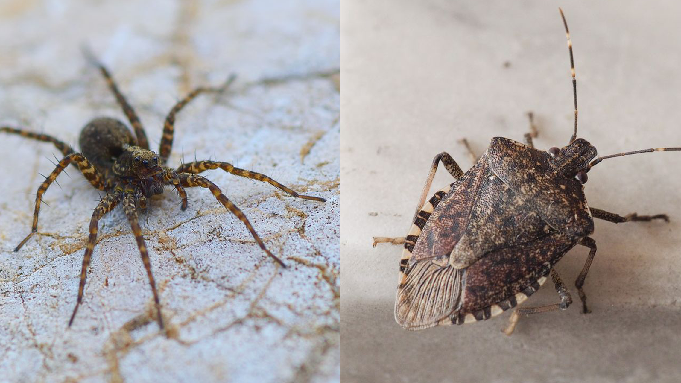 7 ways to get spiders out of your house – and expert advice on whether they  actually work